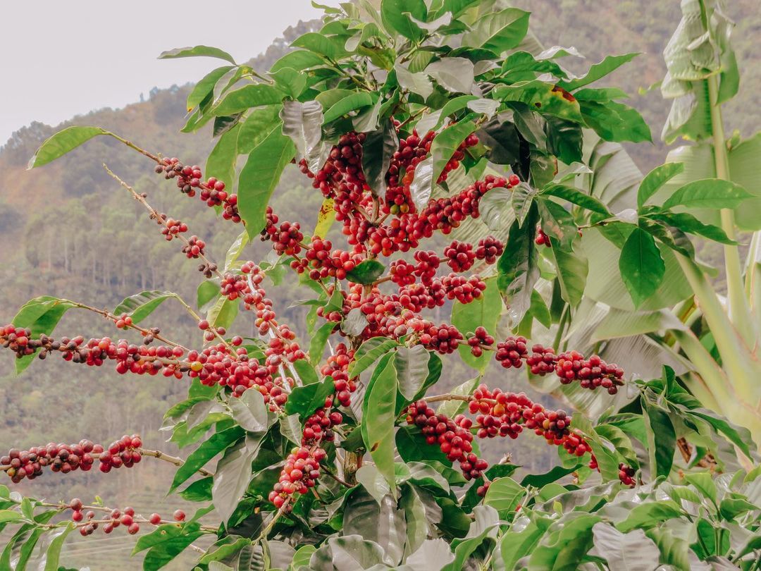 <p>How Ethiopia’s Coffee Farmers Are Outsmarting The Weird New EU Deforestation Laws</p>